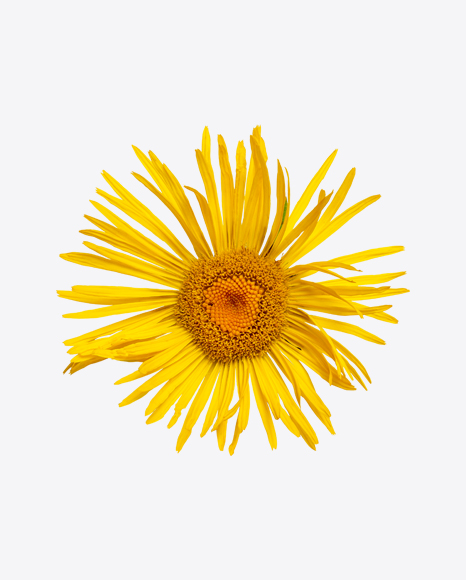 Yellow Daisy Flower PNG