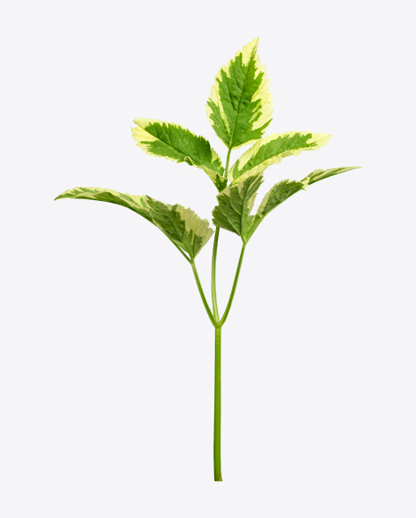 Tree Branch PNG