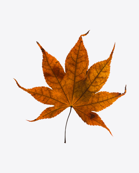Dried Maple Leaf