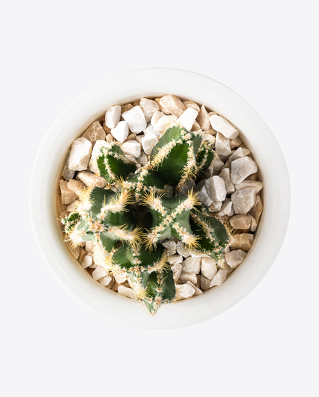 Cactus in Pot PNG