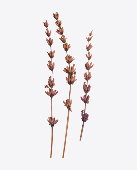 Lavender Branches