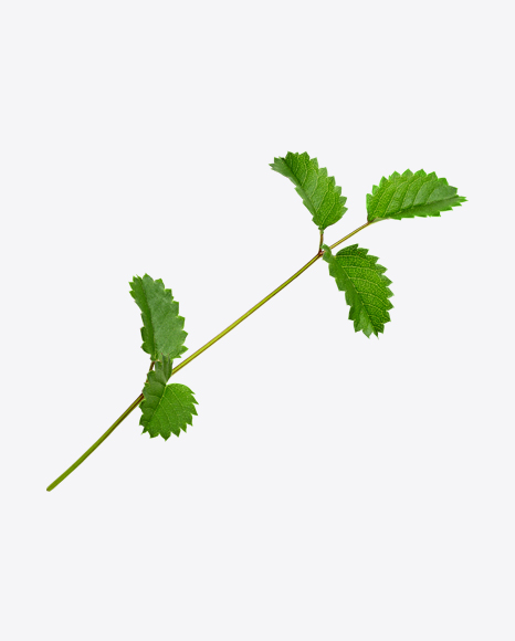 Tree Branch PNG