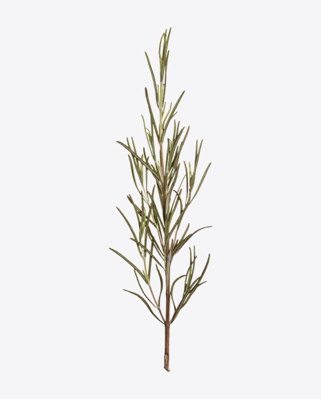 Rosemary Branch