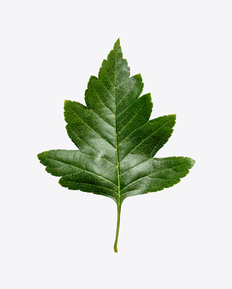 Green Leaf PNG
