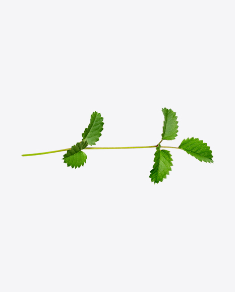 Tree Branch PNG