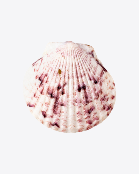 Sea Shell PNG