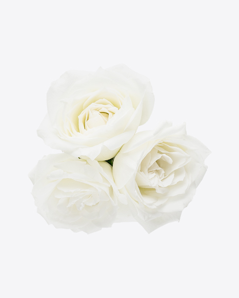 Three White Roses PNG