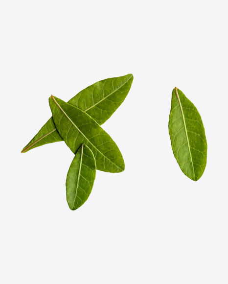 Green Leaves PNG