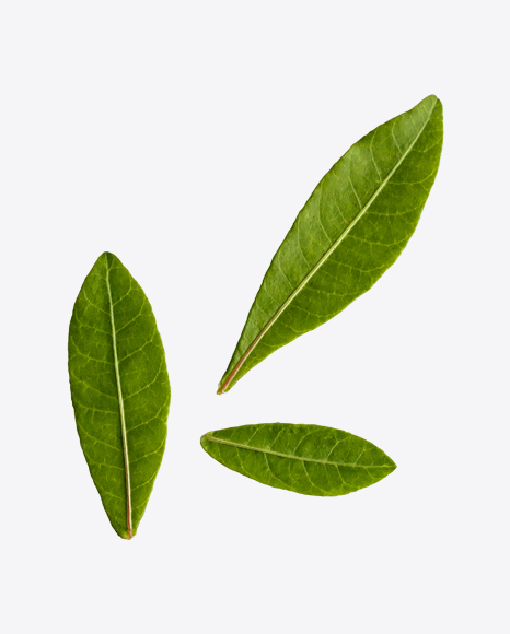 Green Leaves PNG