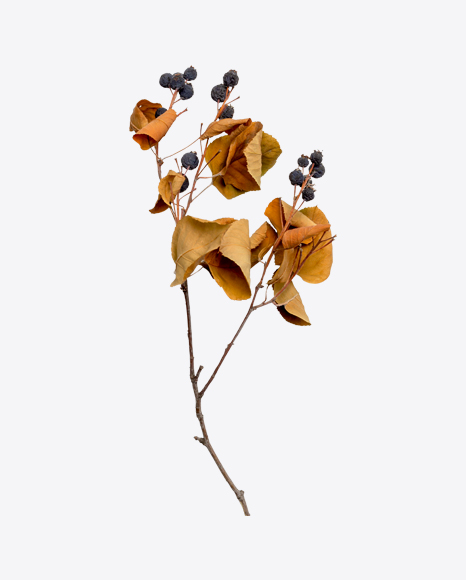 Dried Blueberry Branch PNG