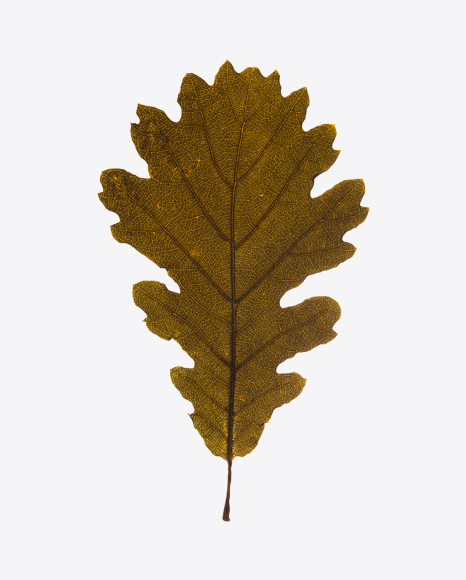 Dried Oak Leaf