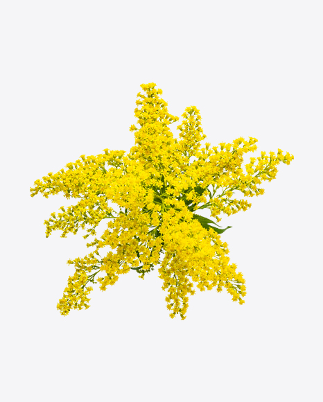 Yellow Flowers Bouqet PNG
