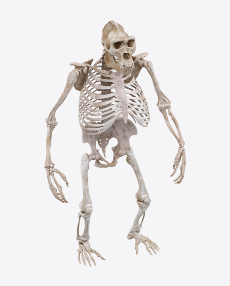 Gorilla Skeleton PNG