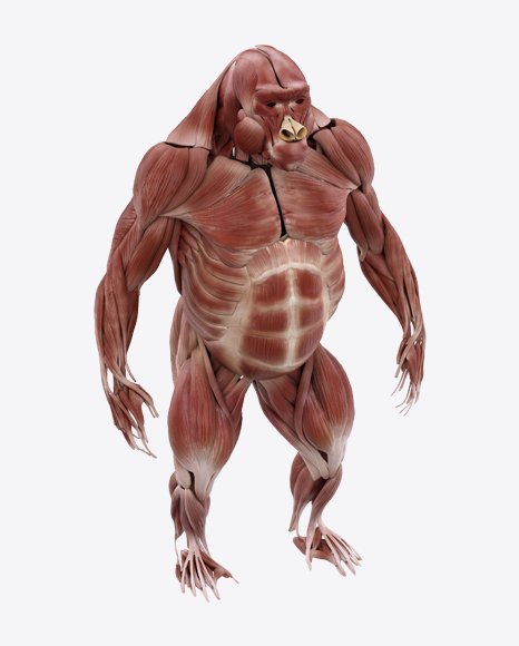 Gorilla Muscles PNG