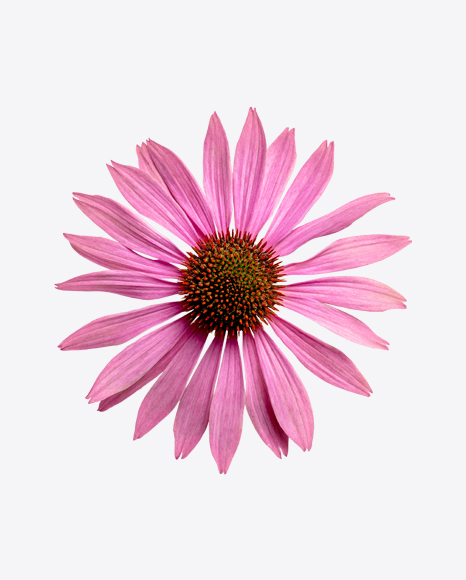 Pink Daisy Flower PNG
