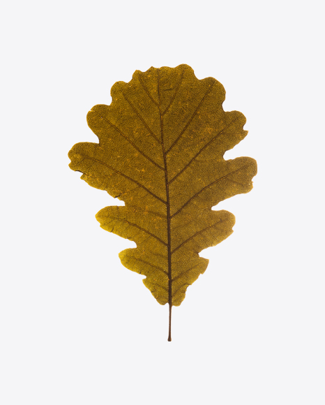 Oak Leaf