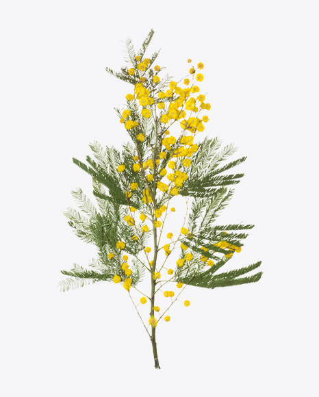 Mimosa Branch