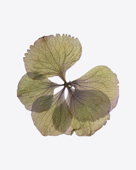 Wild Pansy Dried Flower