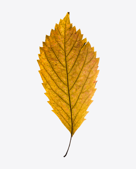 Dried Leaf