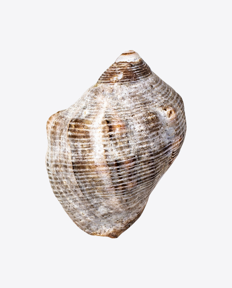 Sea shell PNG