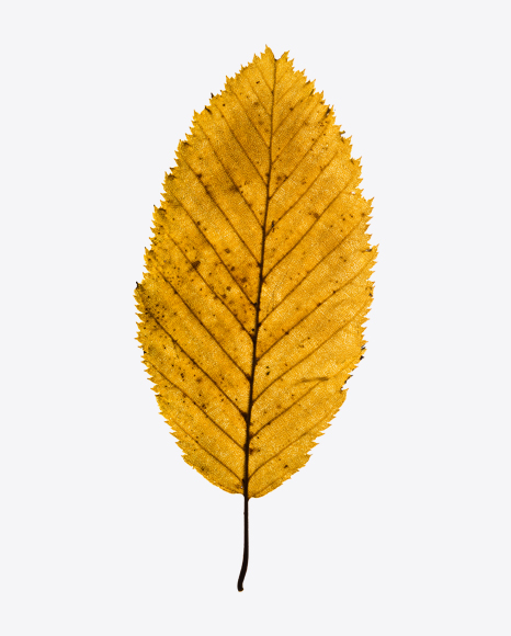 Dried Leaf