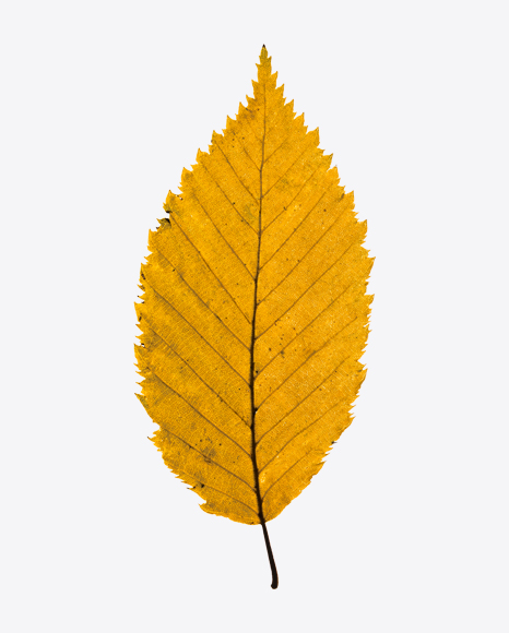 Dried Leaf