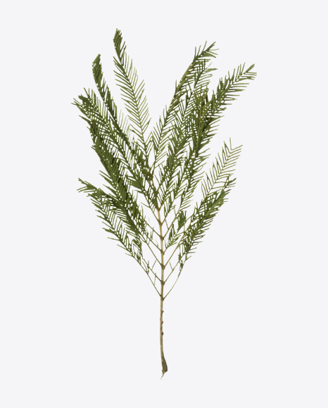Juniper Branch