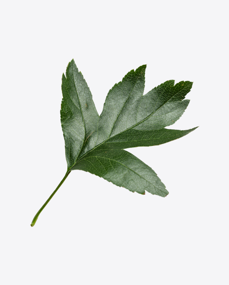 Green Currant Leaf PNG