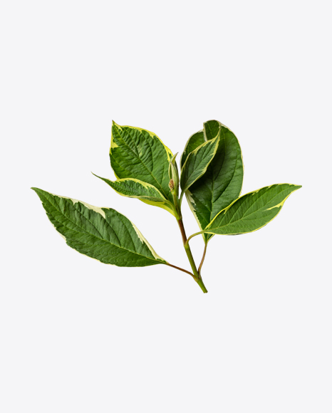 Tree Branch PNG