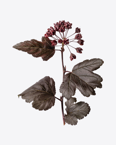 Red Tree Branch PNG