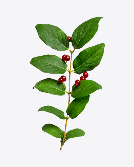 Tree Branch with Red Berries PNG