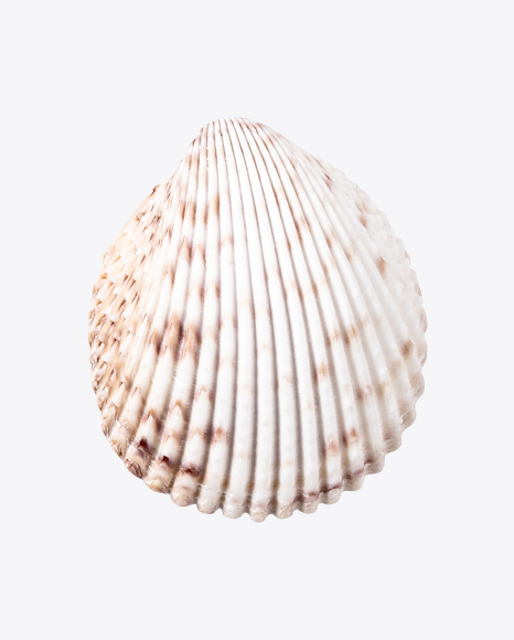 Sea Shell PNG