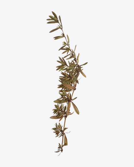 Thyme Branch