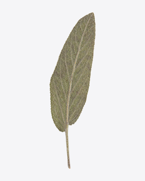 Sage Leaf