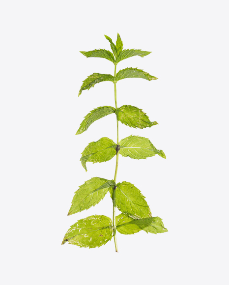 Mint Branch