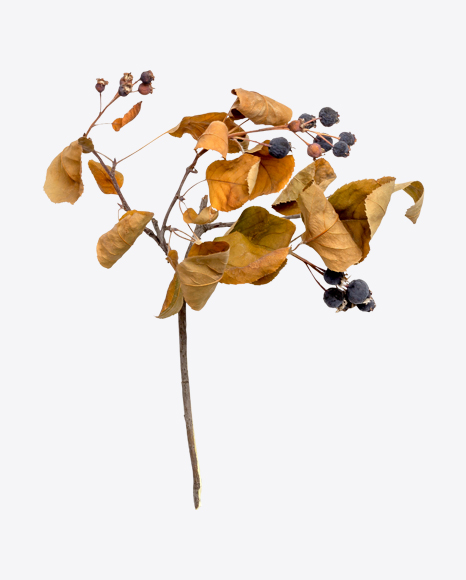 Dried Blueberry Branch PNG
