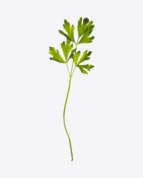 Parsley