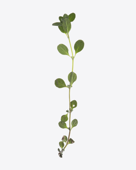 Oregano Marjoram Branch