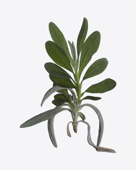 Common Lavender Branch
