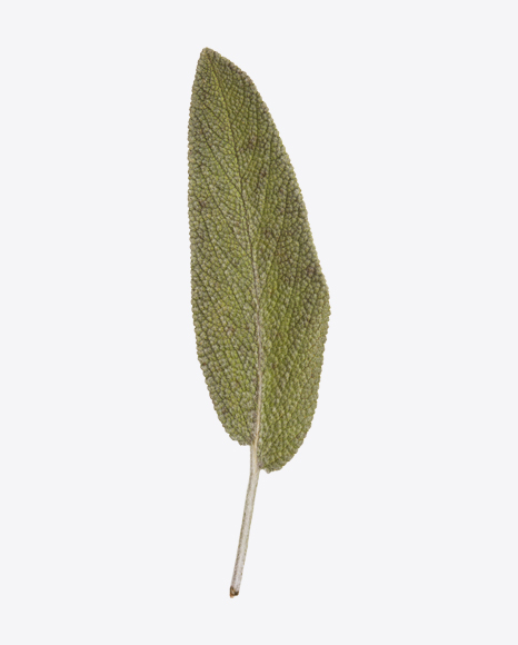 Sage Leaf