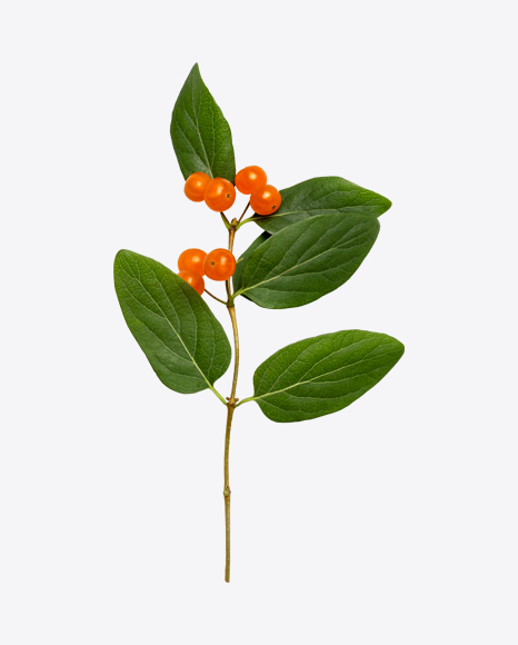 Tree Branch with Orange Berries PNG