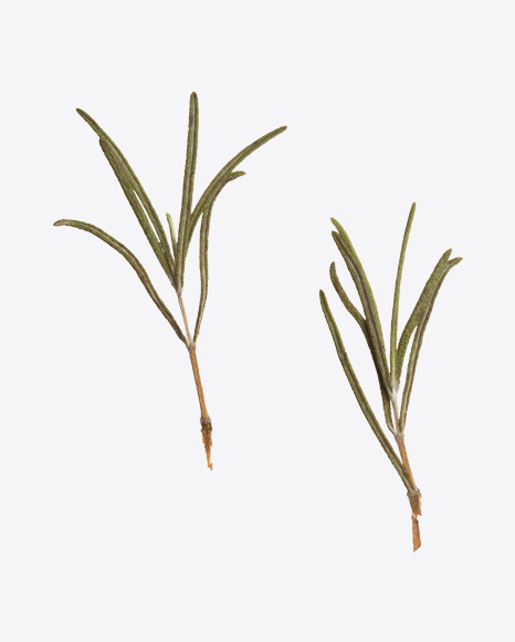 Rosemary Bunches