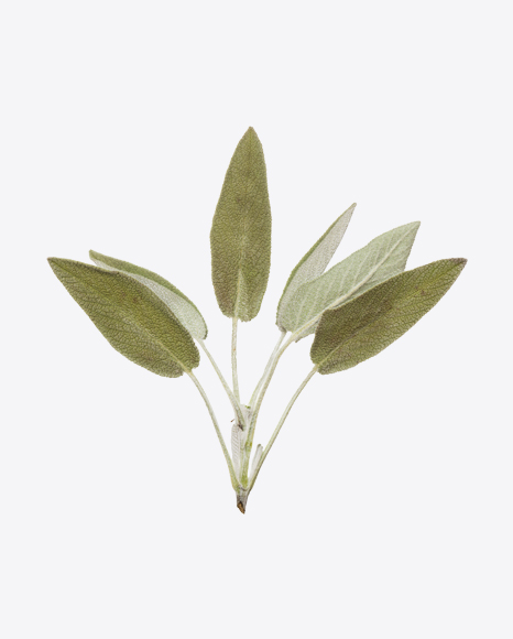 Sage Branch