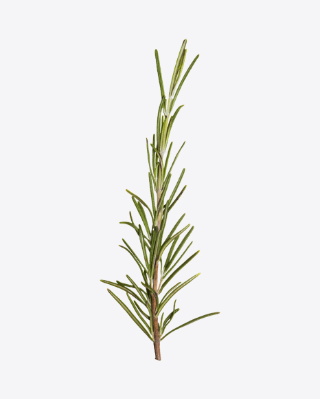 Rosemary Branch