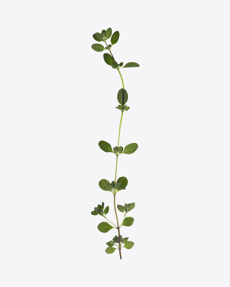 Oregano Marjoram Branch