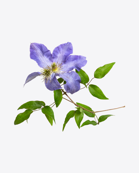 Tree Branch with Flower PNG