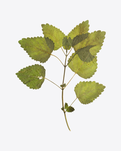 Lemon Balm Branch