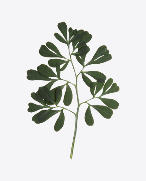 Rue Branch
