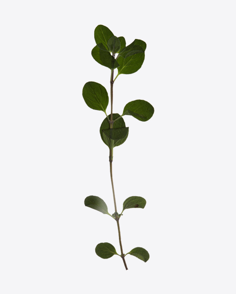 Oregano Marjoram Branch