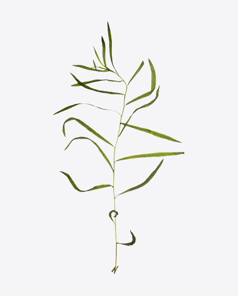 Lemongrass